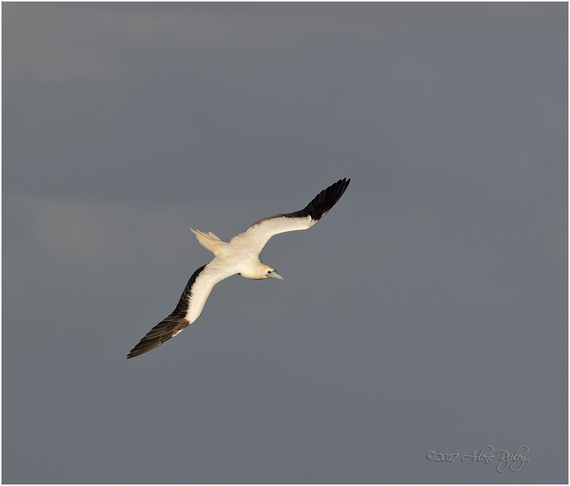 Red-footed Booby - Arlene Ripley