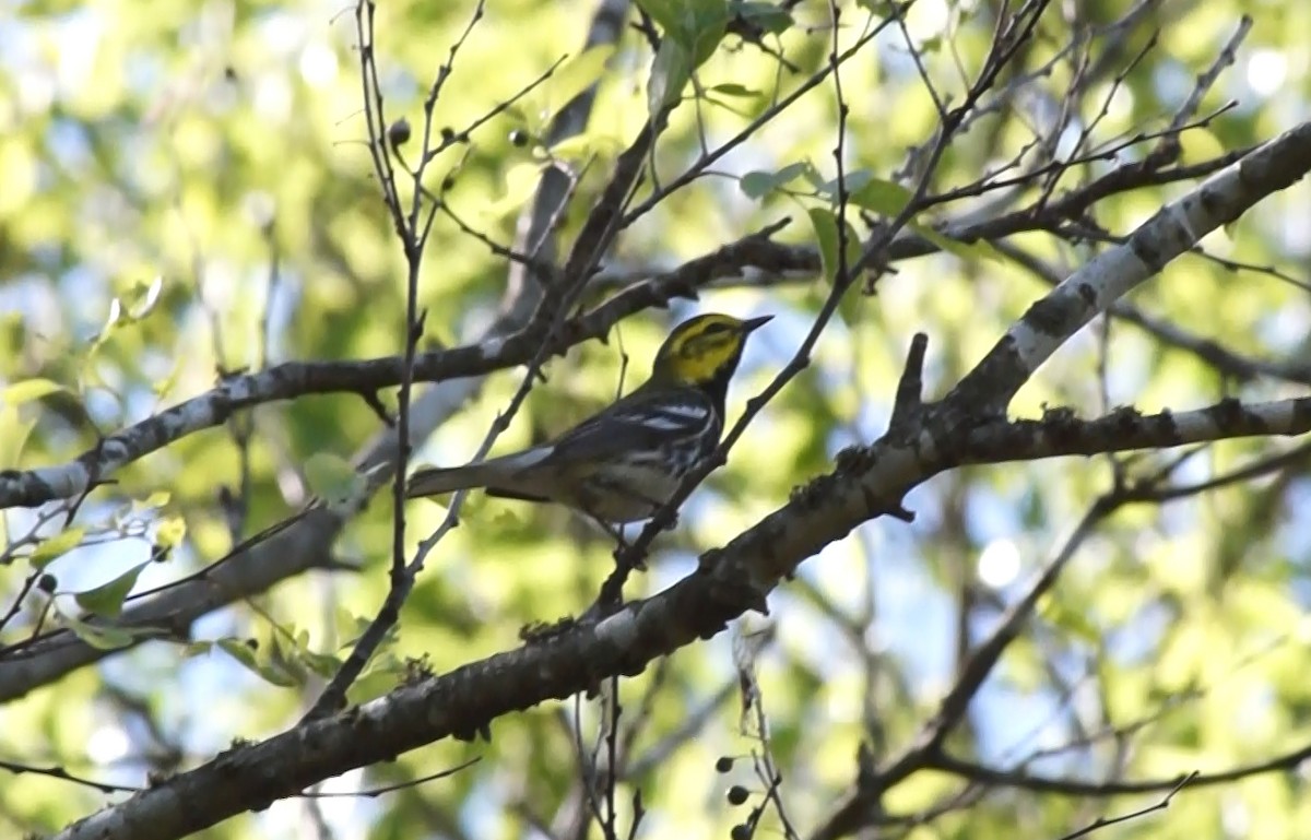 Black-throated Green Warbler - ML584752671