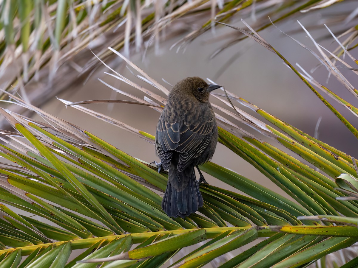 Chestnut-capped Blackbird - ML584752681