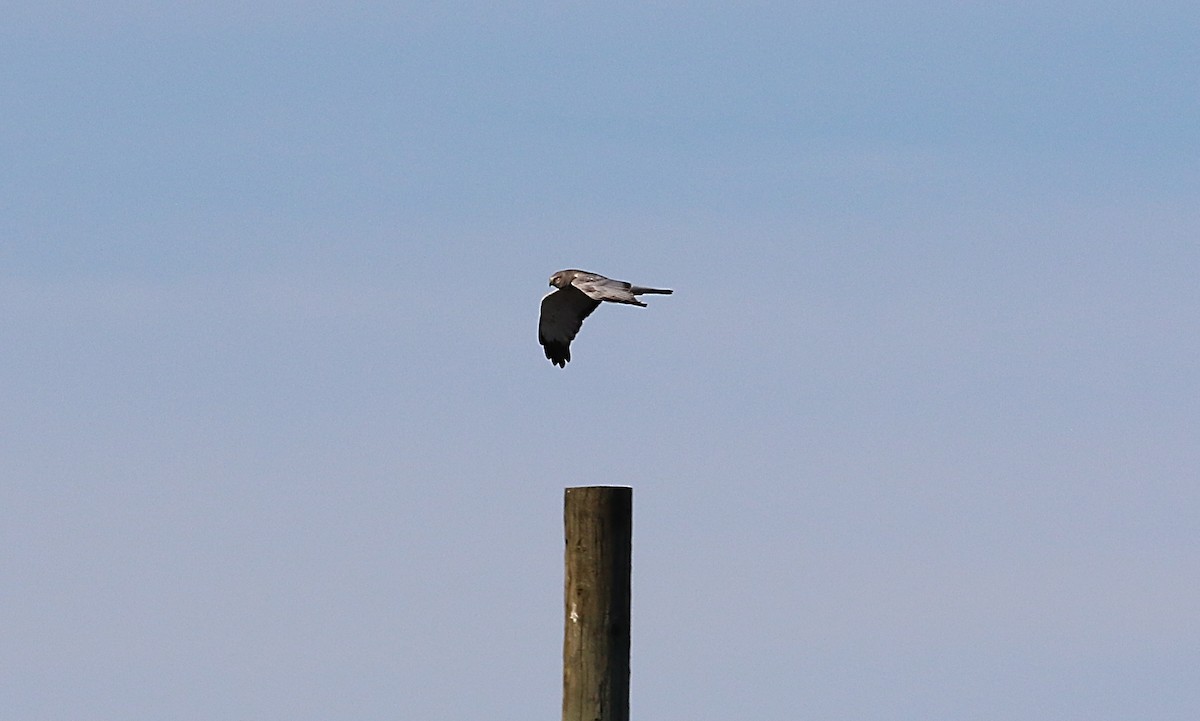 Northern Harrier - ML584752711
