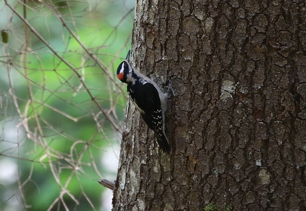 Hairy Woodpecker - ML584752781