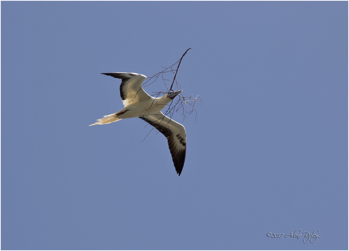 Red-footed Booby - Arlene Ripley