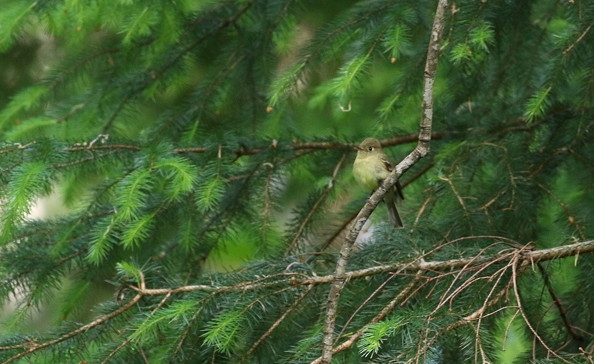 Western Flycatcher (Pacific-slope) - ML584752921