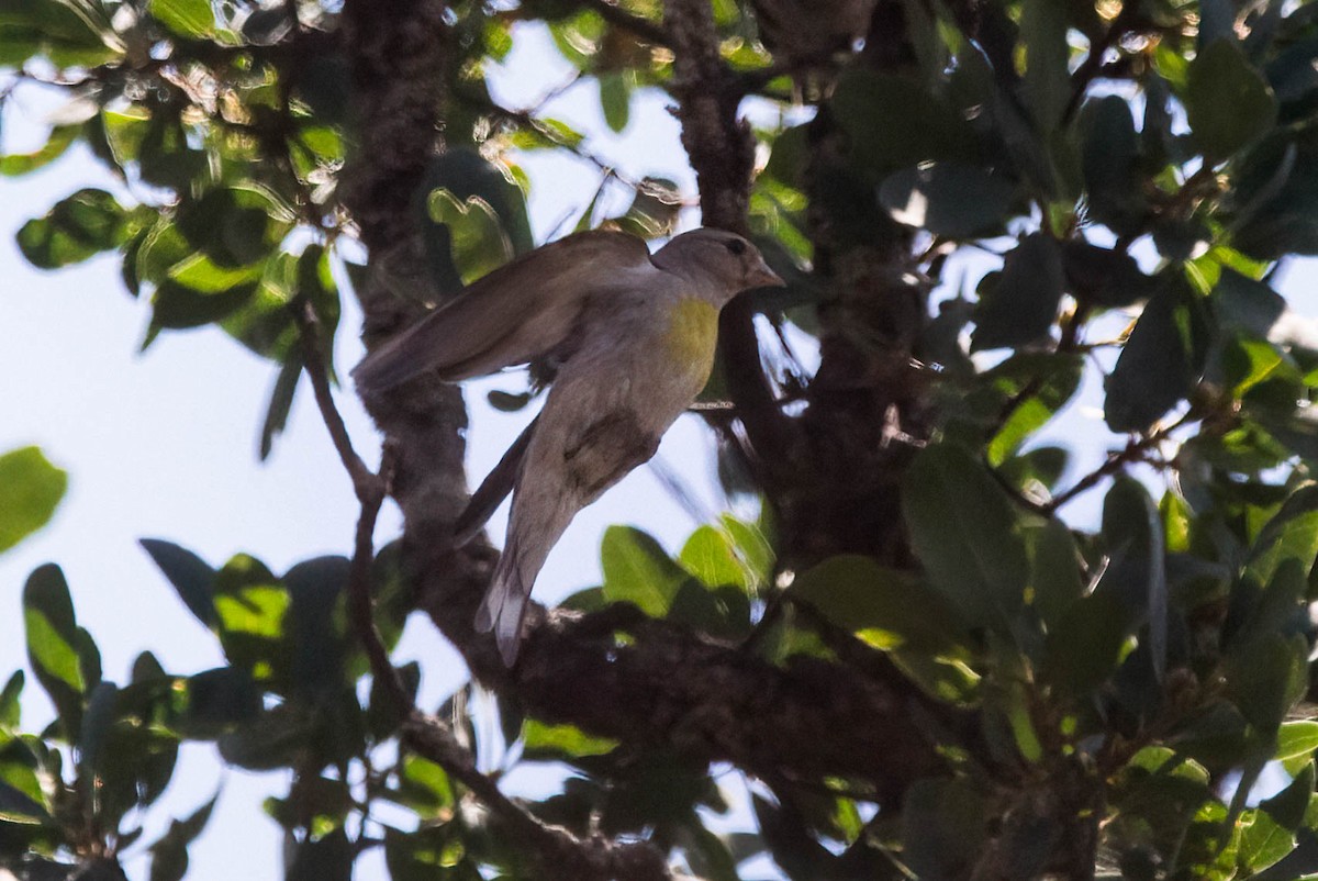 Lawrence's Goldfinch - ML584753281