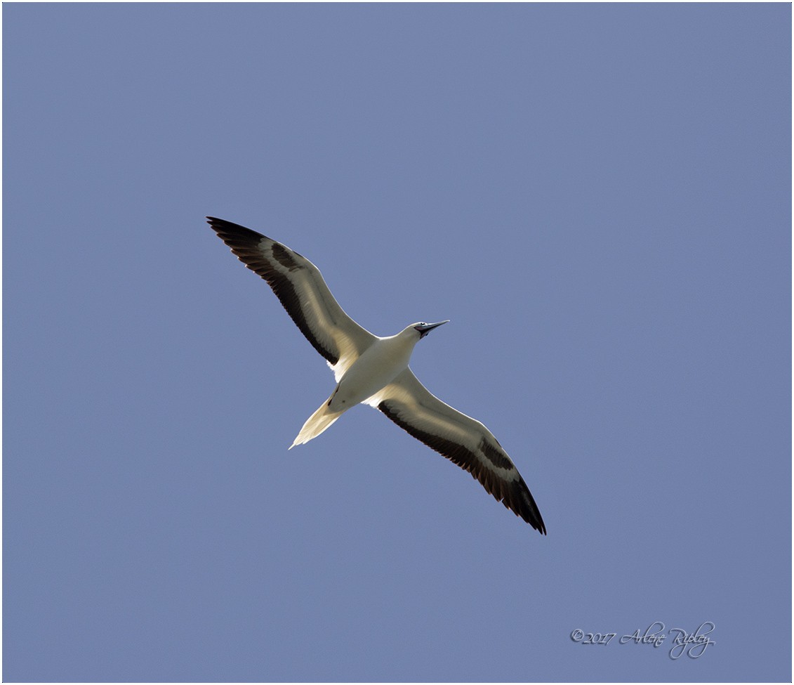 Red-footed Booby - Arlene Ripley