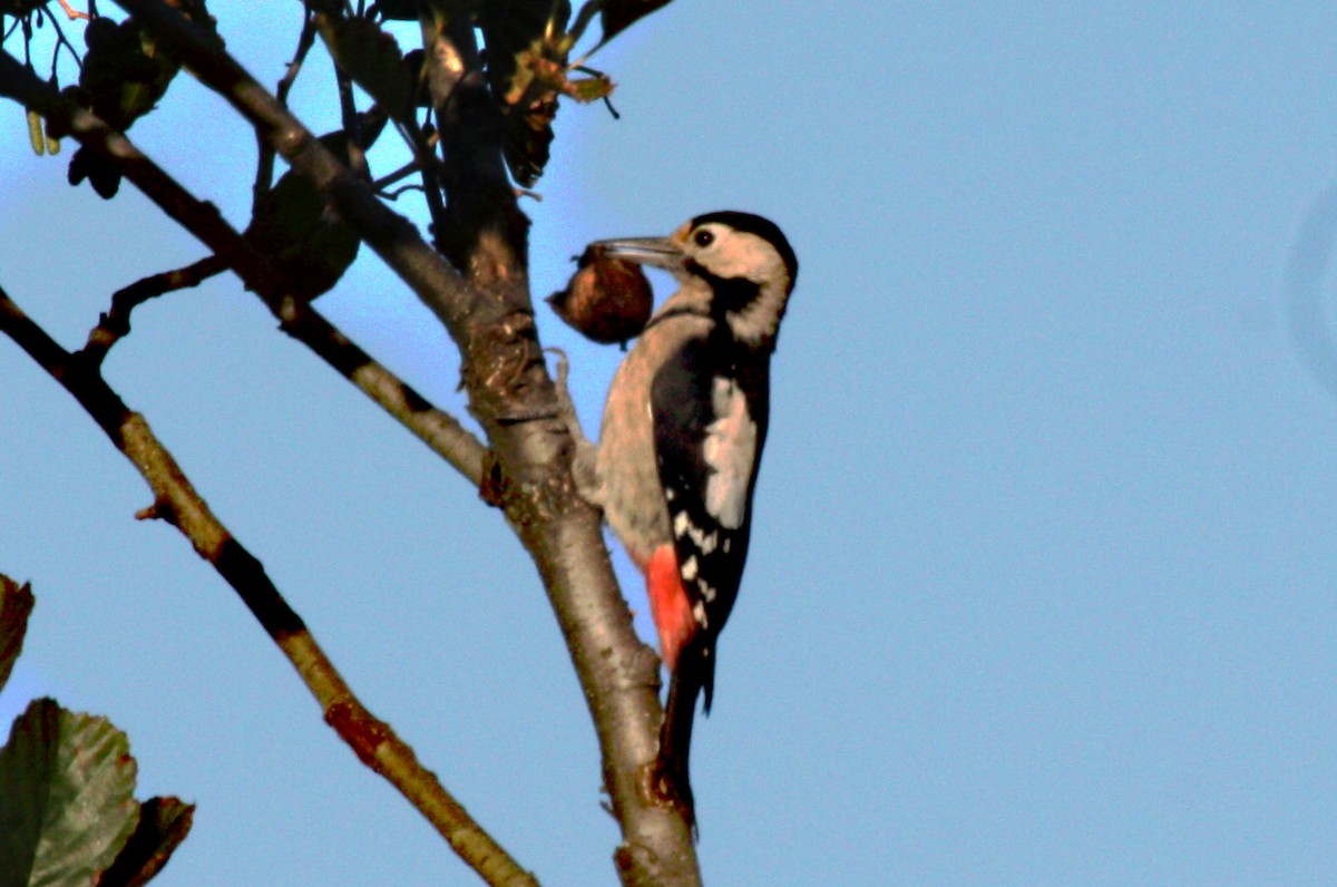 Syrian Woodpecker - Stephen and Felicia Cook