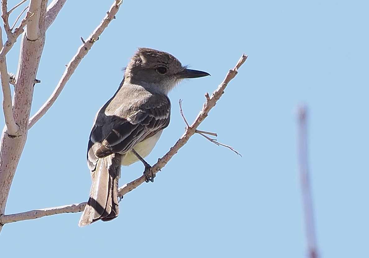 Brown-crested Flycatcher - ML584753811