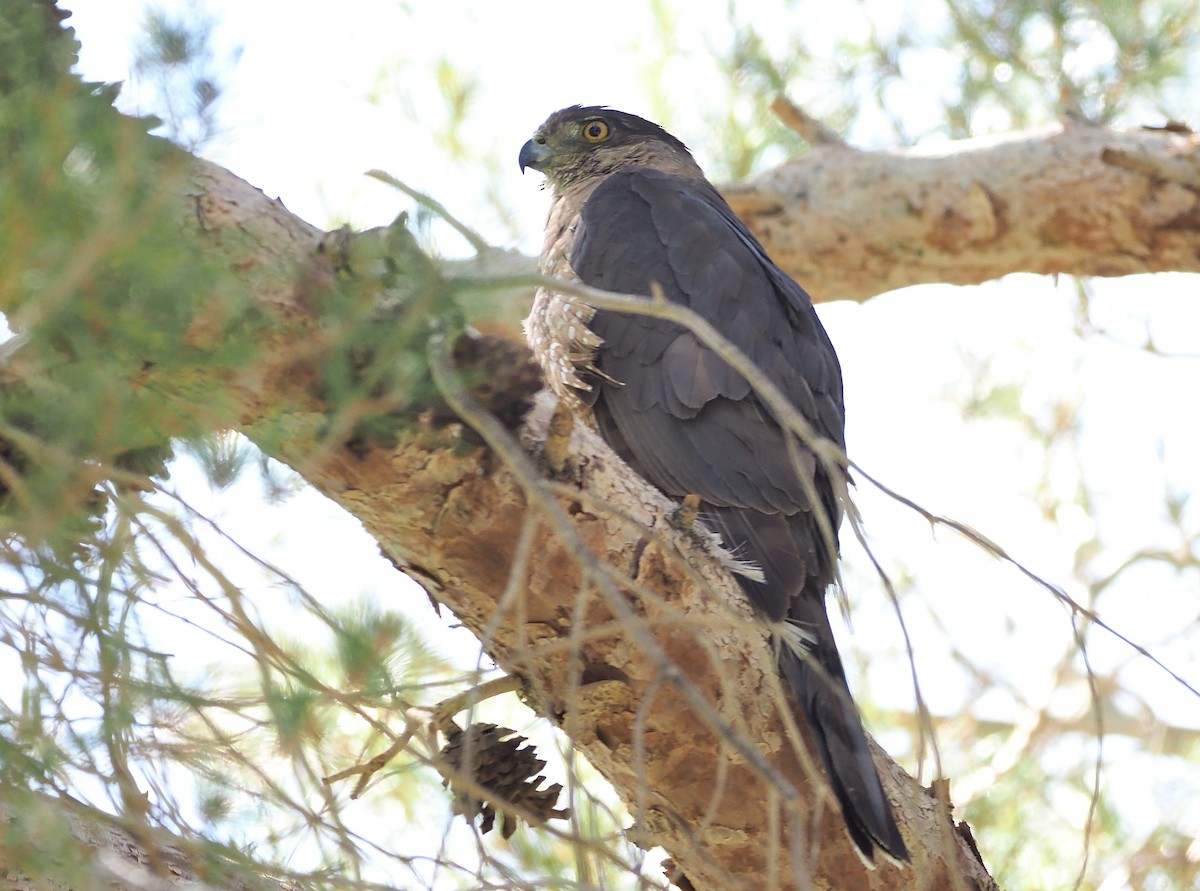 Cooper's Hawk - ML584753861