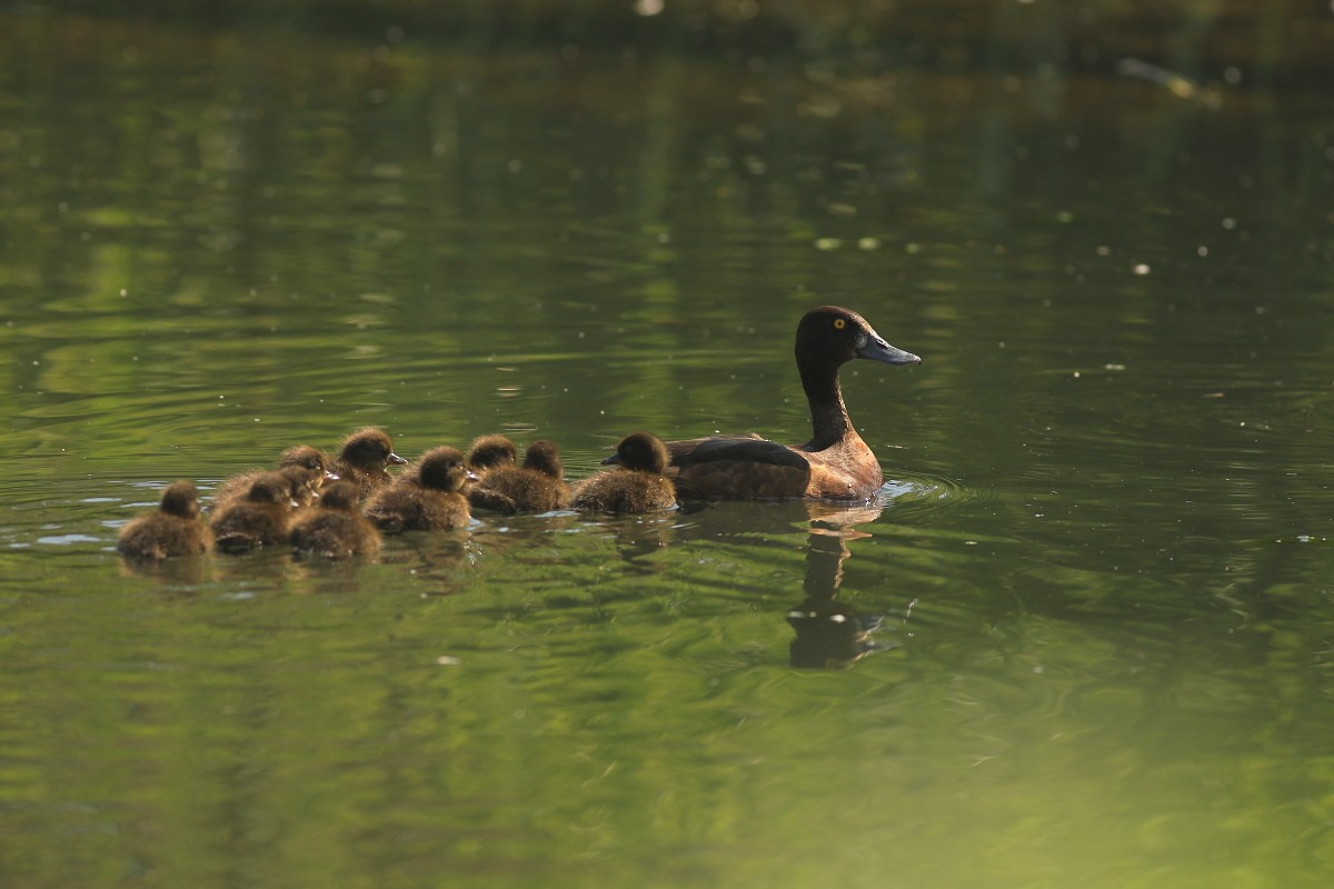 鳳頭潛鴨 - ML584753911