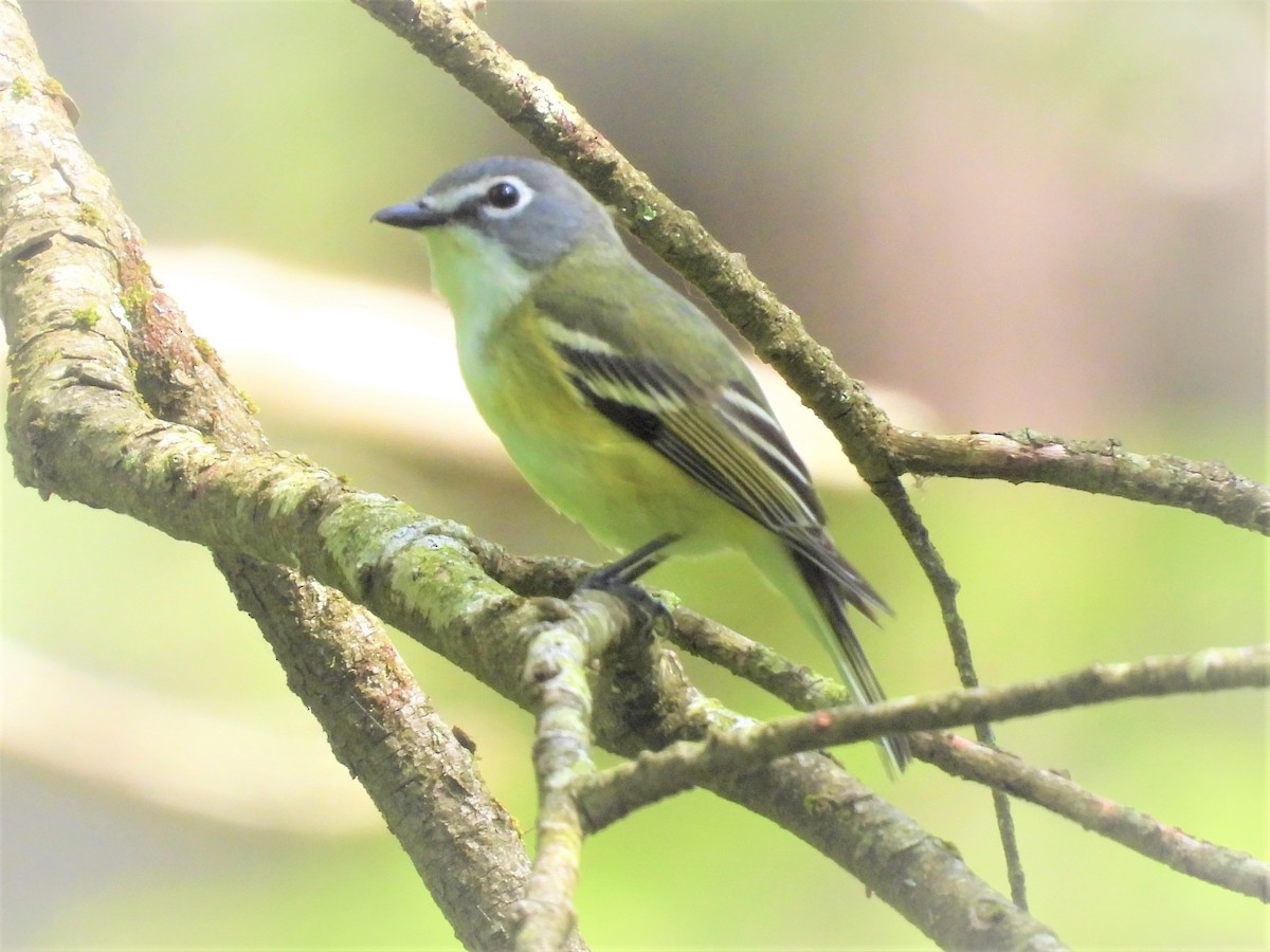 Blue-headed Vireo - ML584754741