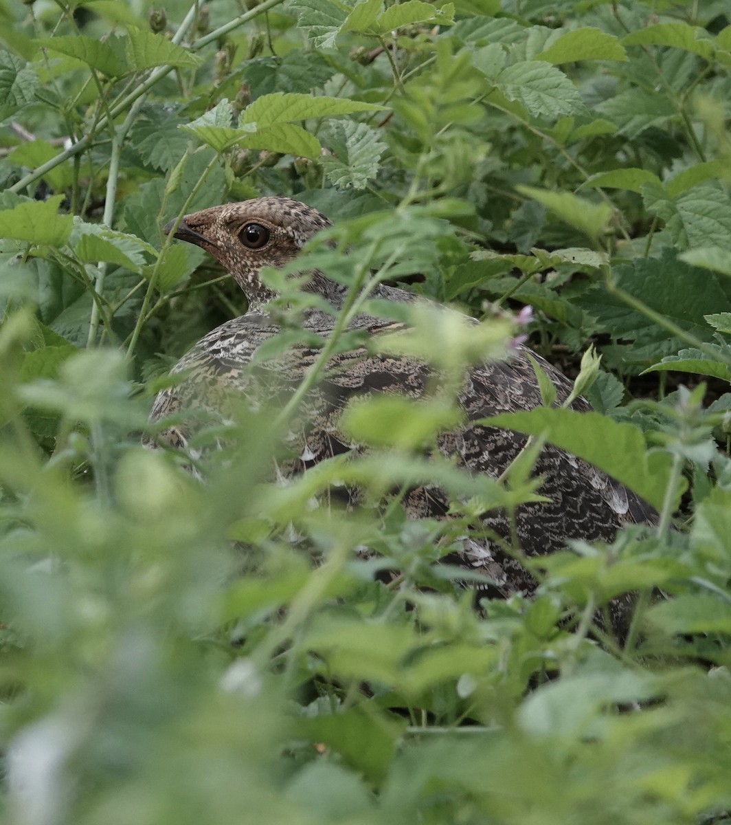 Ruffed Grouse - ML584755521