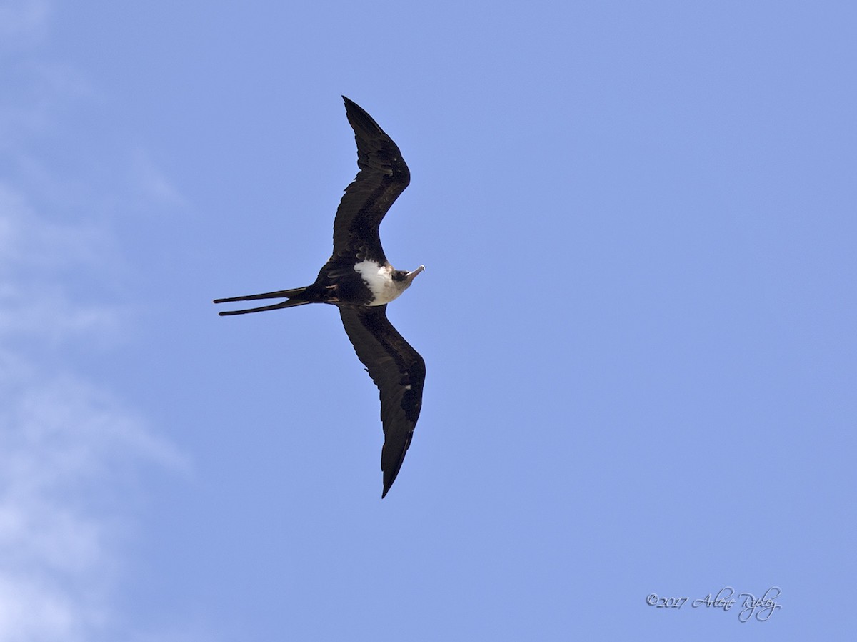 Great Frigatebird - Arlene Ripley