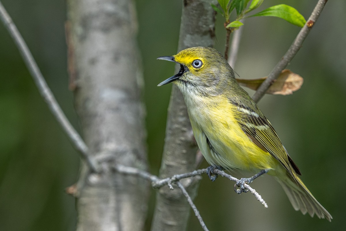 White-eyed Vireo - Bill Wood