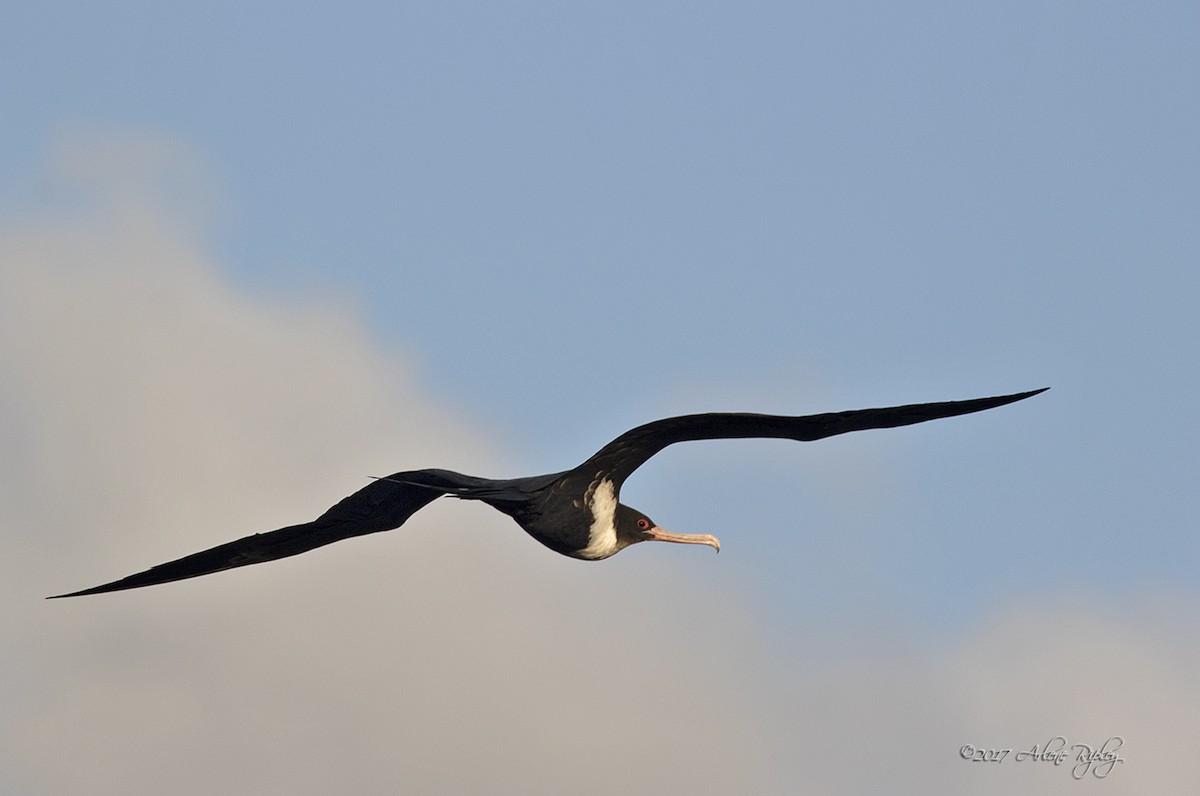 Great Frigatebird - Arlene Ripley