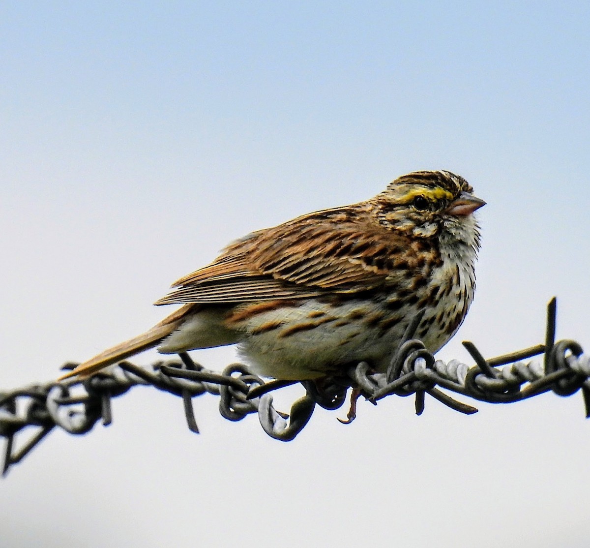 Savannah Sparrow - Scott Holmer