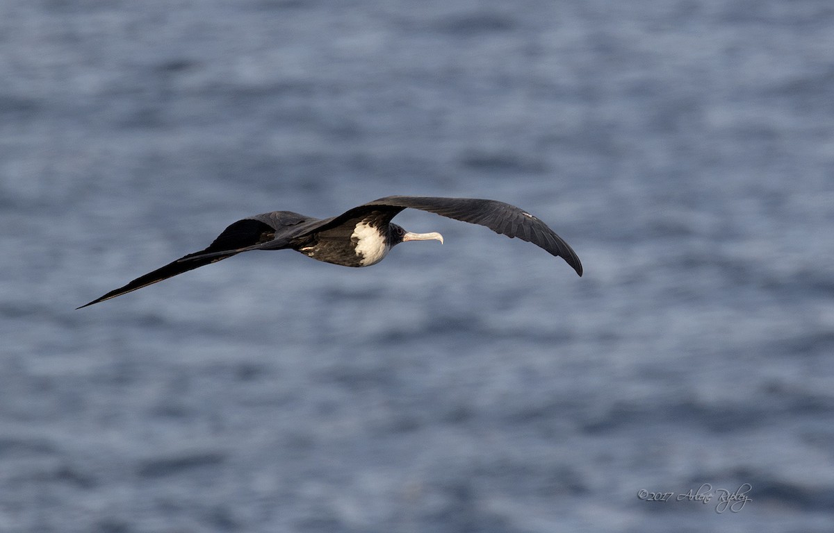 Great Frigatebird - Arlene Ripley