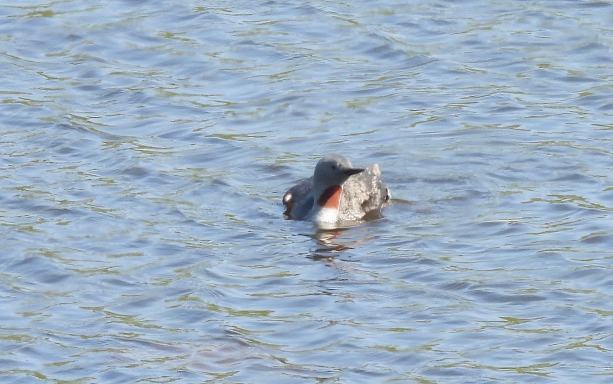 Red-throated Loon - Andrew Melnykovych