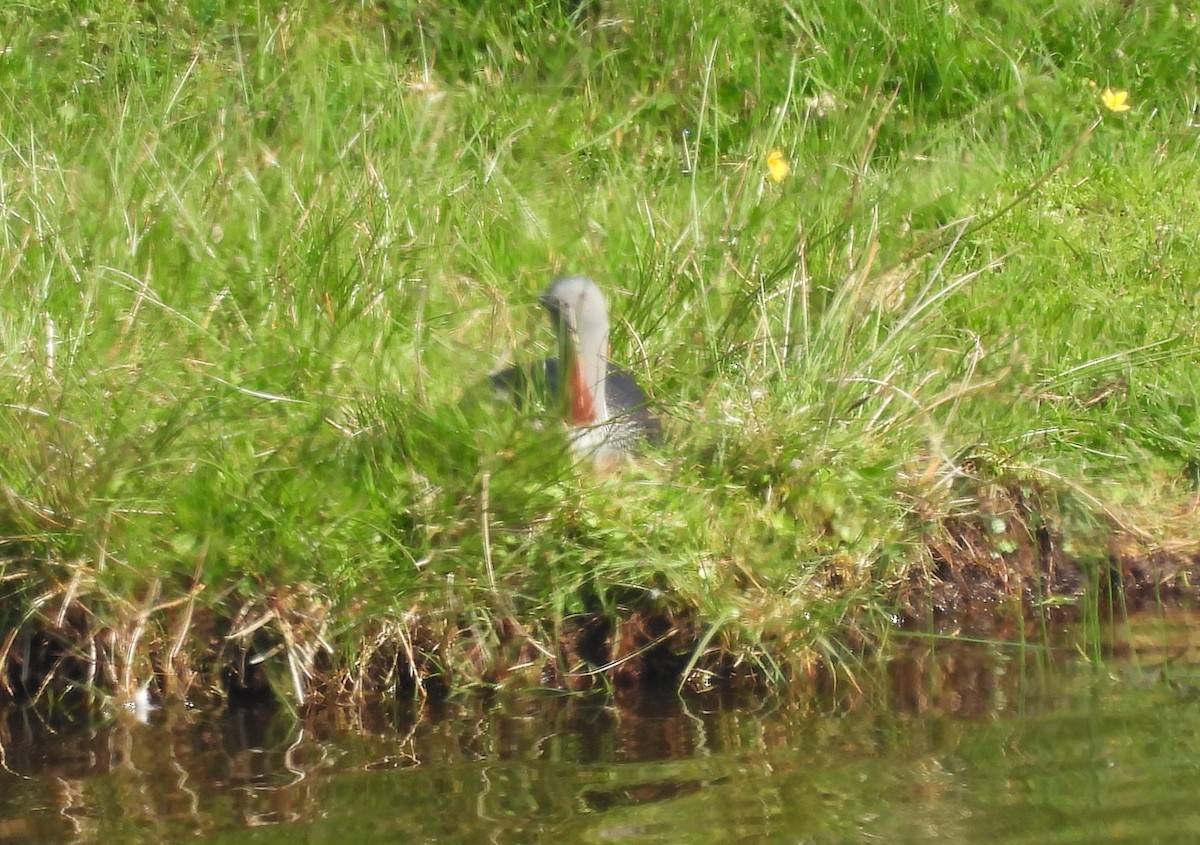 Red-throated Loon - ML584760111