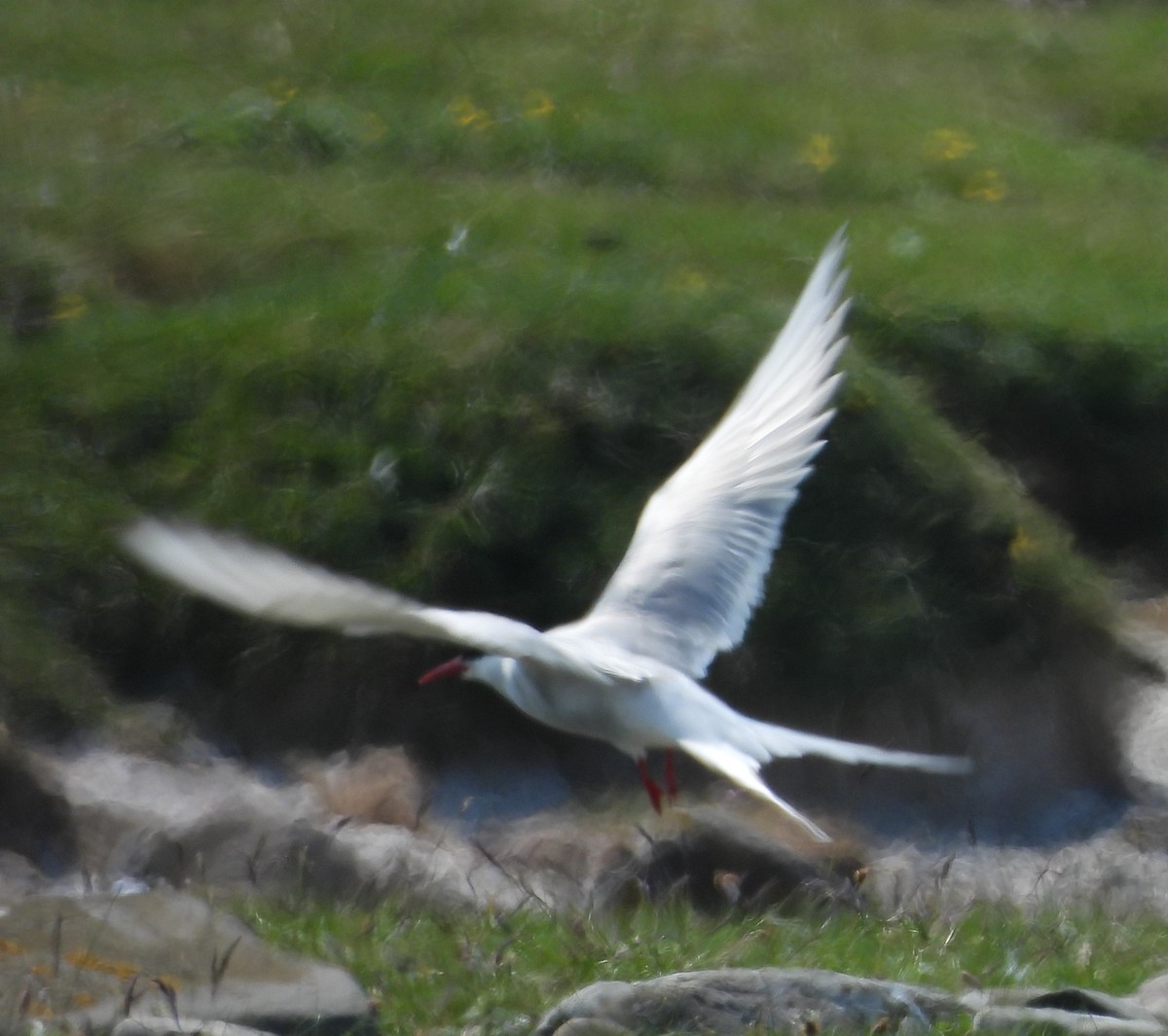 Arctic Tern - ML584760131