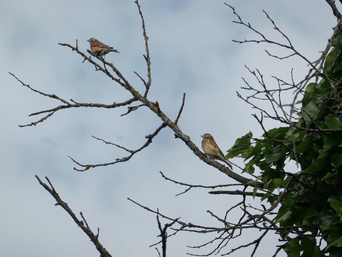 Eurasian Linnet - ML584760431