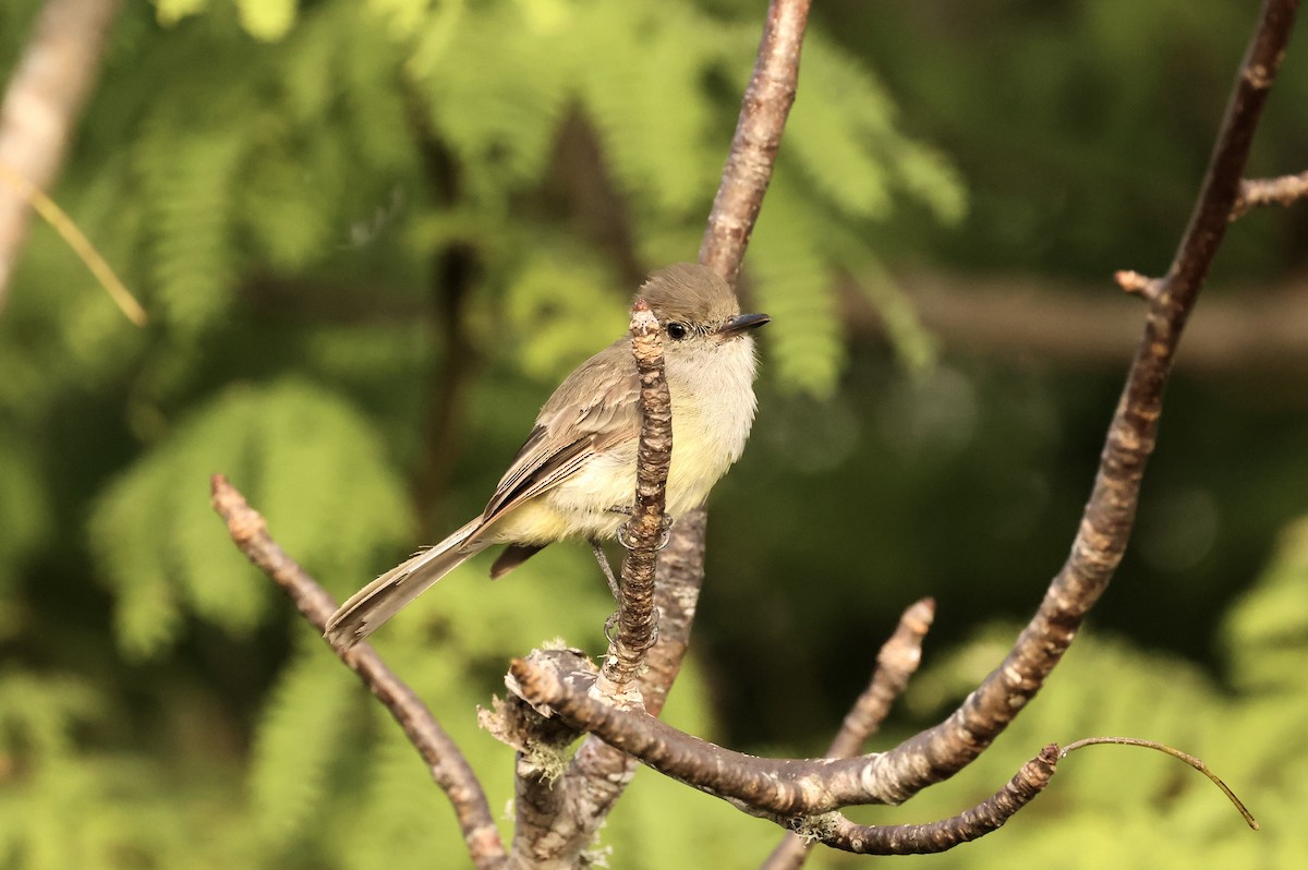 Galapagos Flycatcher - ML584760631