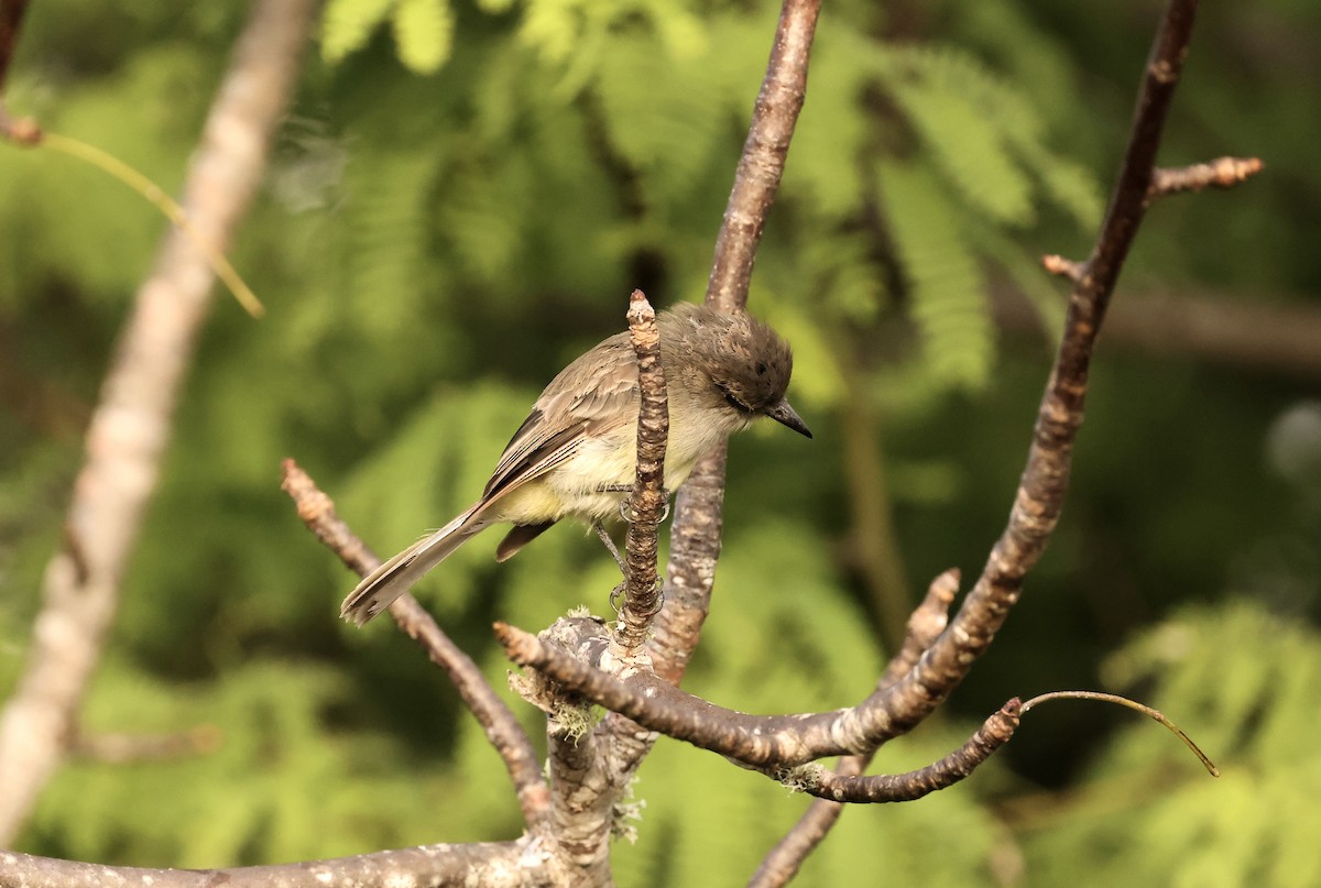 Galapagos Flycatcher - ML584760641