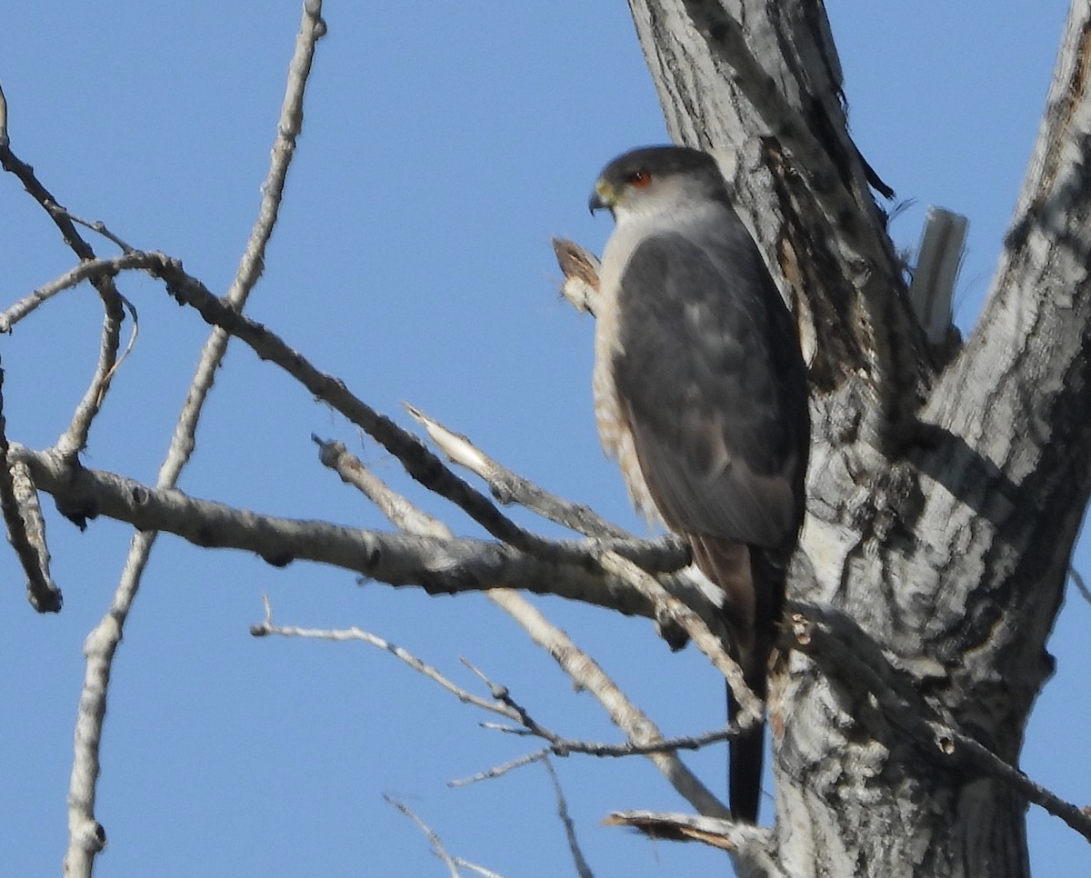Cooper's Hawk - ML584760881