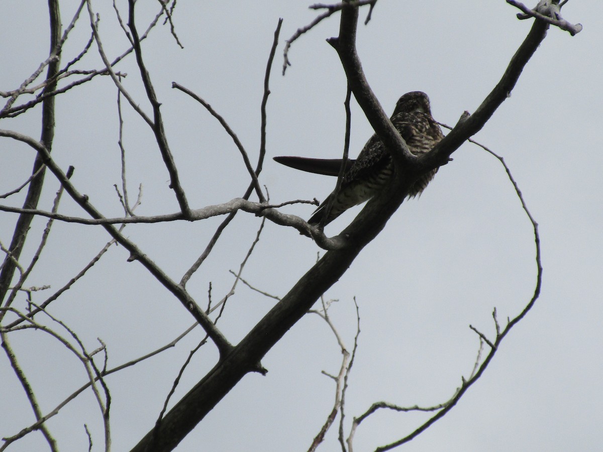 Common Nighthawk - ML584760891