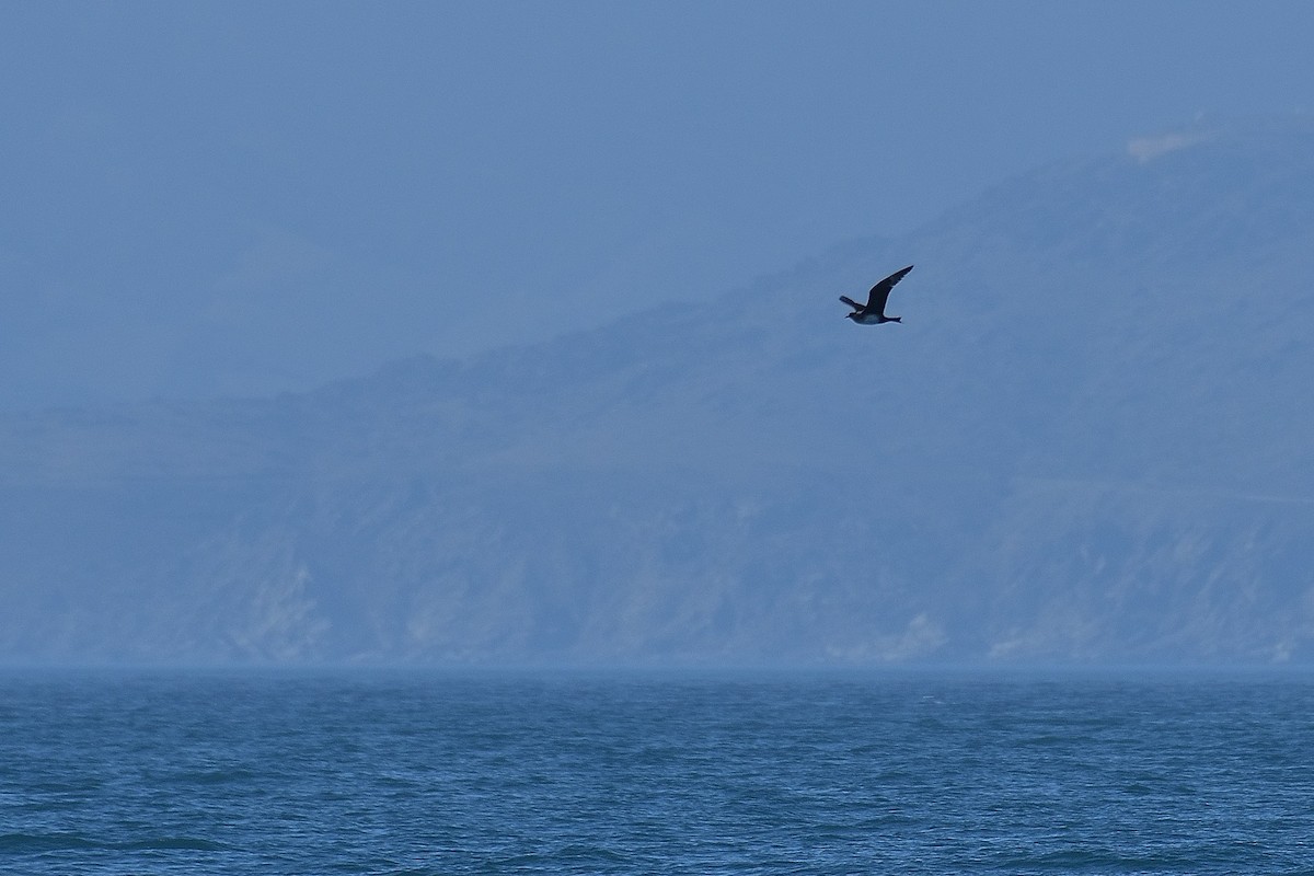 Pomarine Jaeger - ML584761611