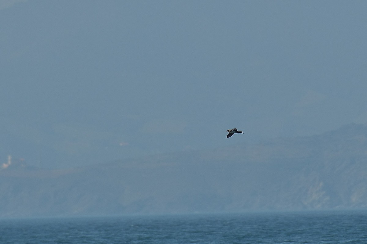 Pomarine Jaeger - ML584761621