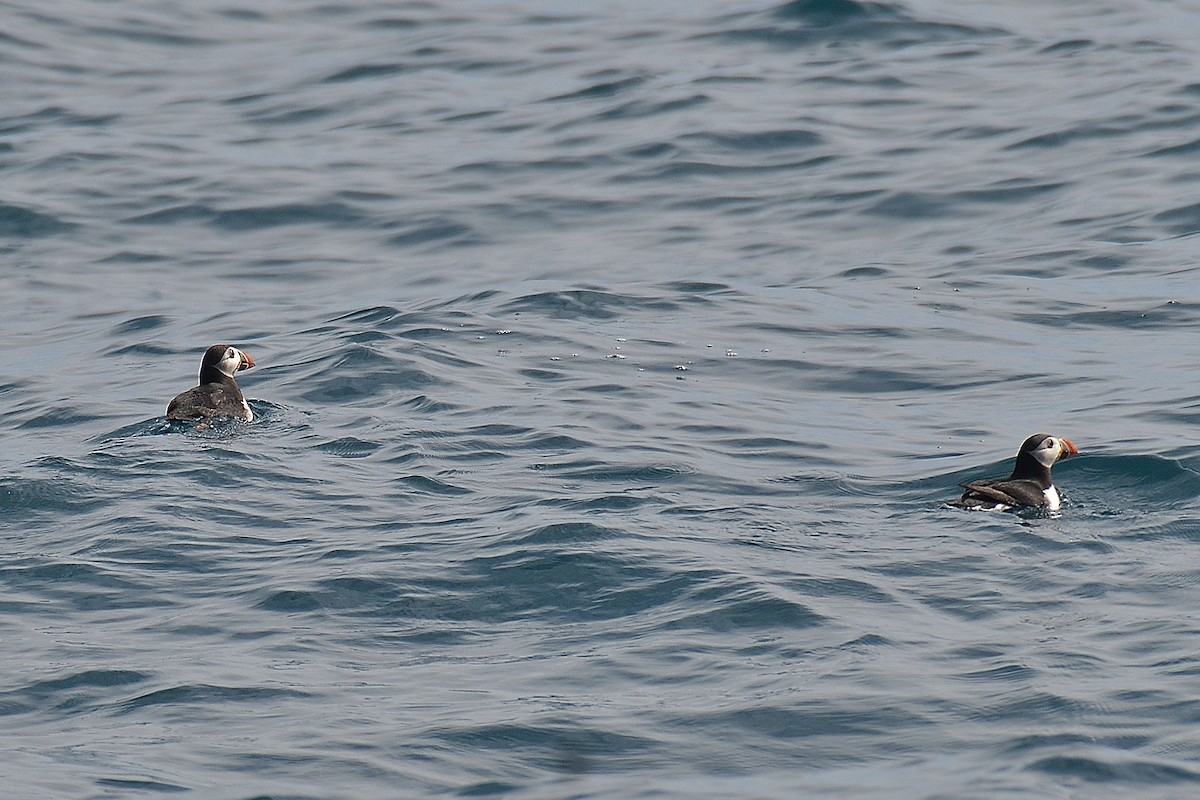 Atlantic Puffin - ML584761851