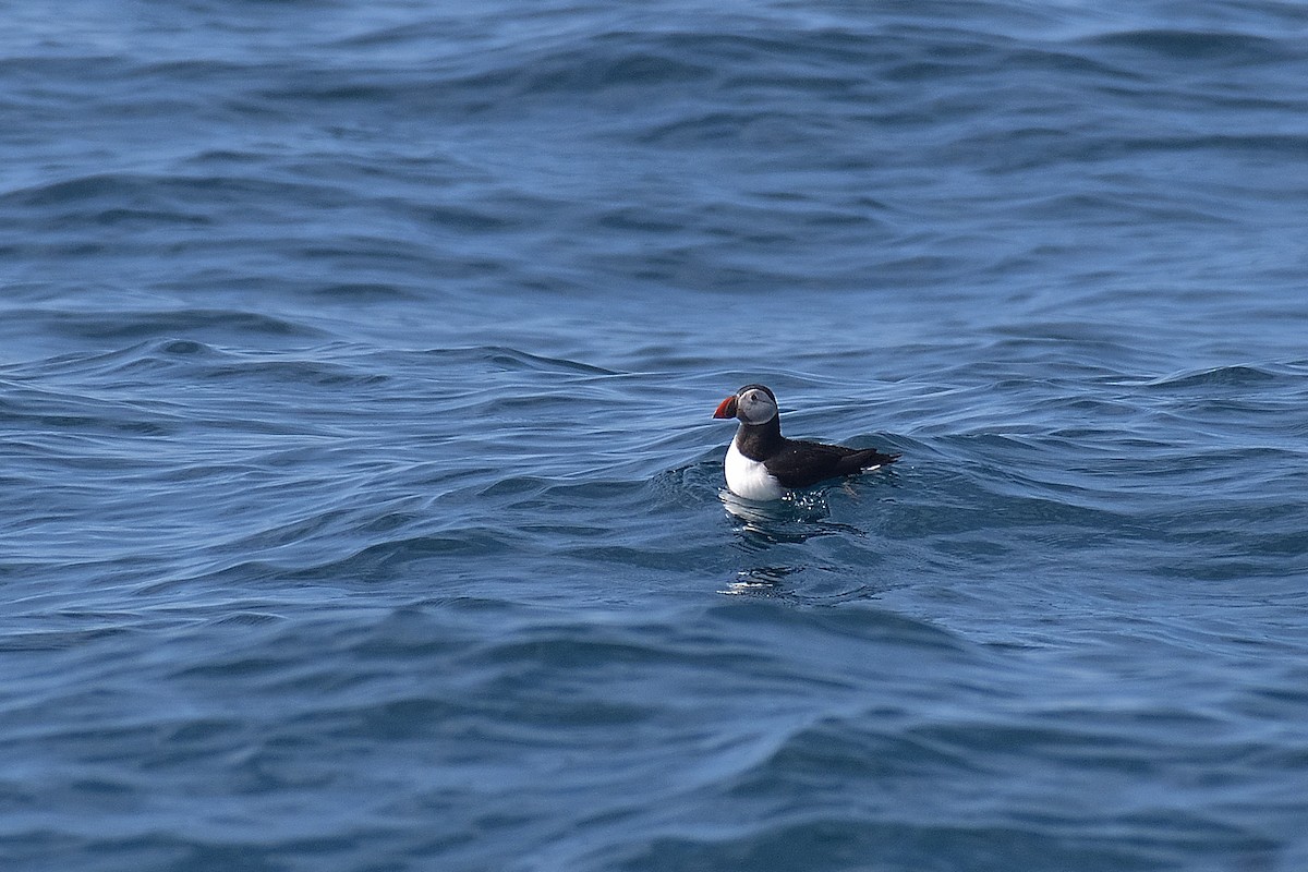 Atlantic Puffin - ML584761861