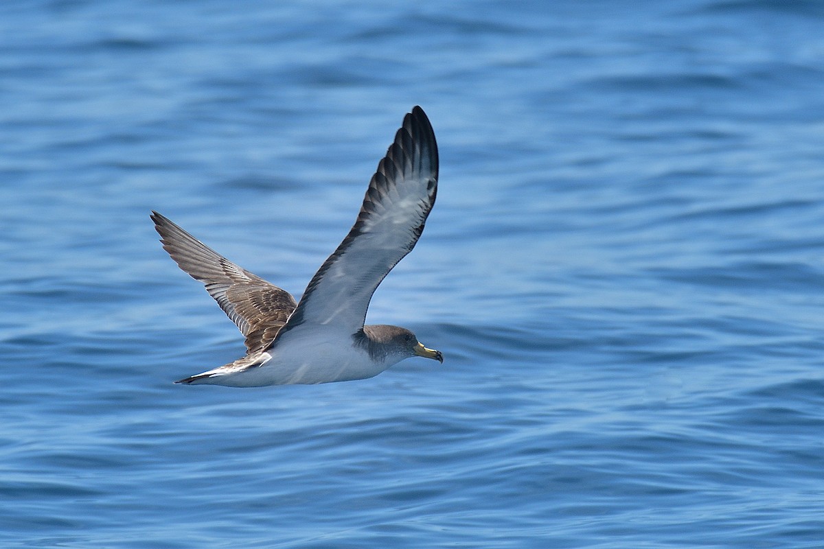Scopoli's Shearwater - ML584762061