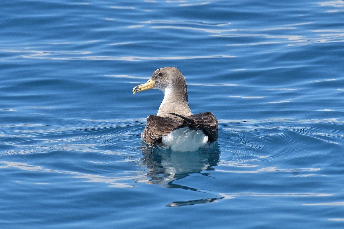 Scopoli's Shearwater - ML584762071