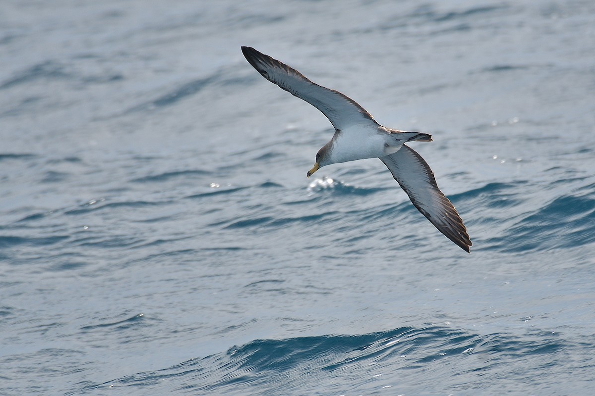 Scopoli's Shearwater - ML584762081