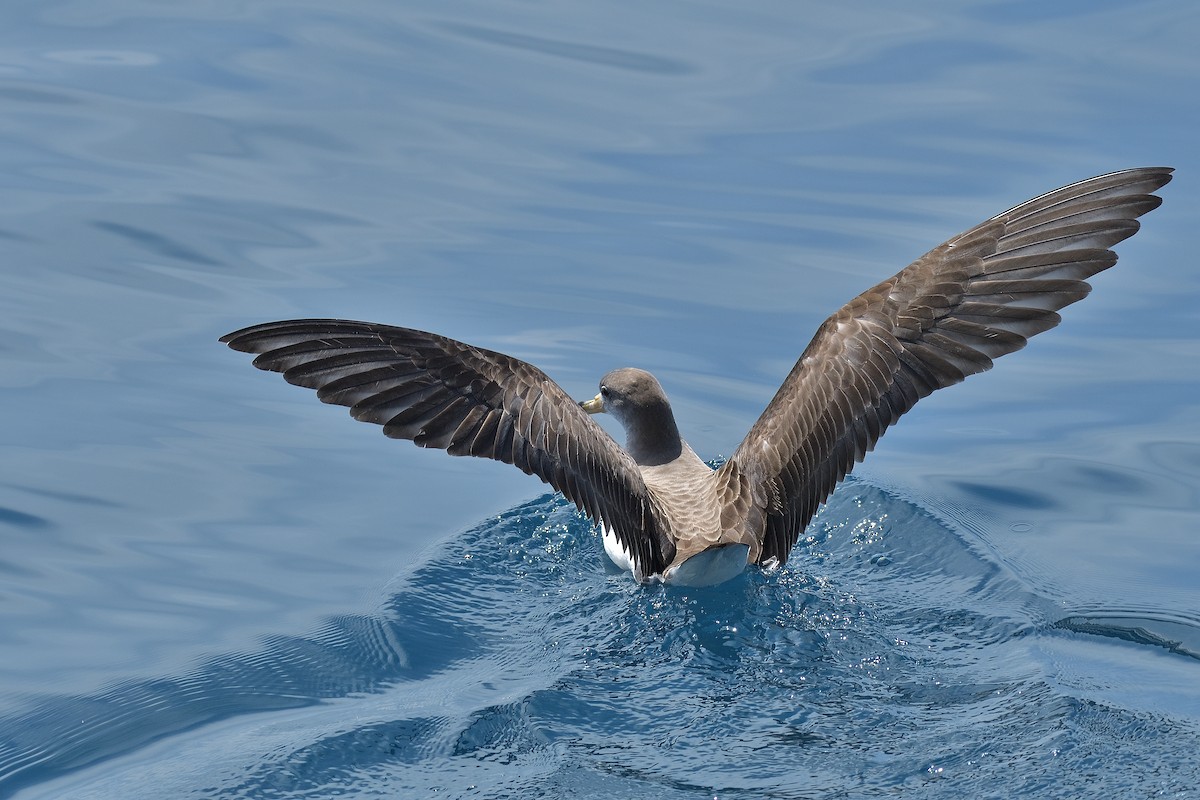 Scopoli's Shearwater - ML584762091