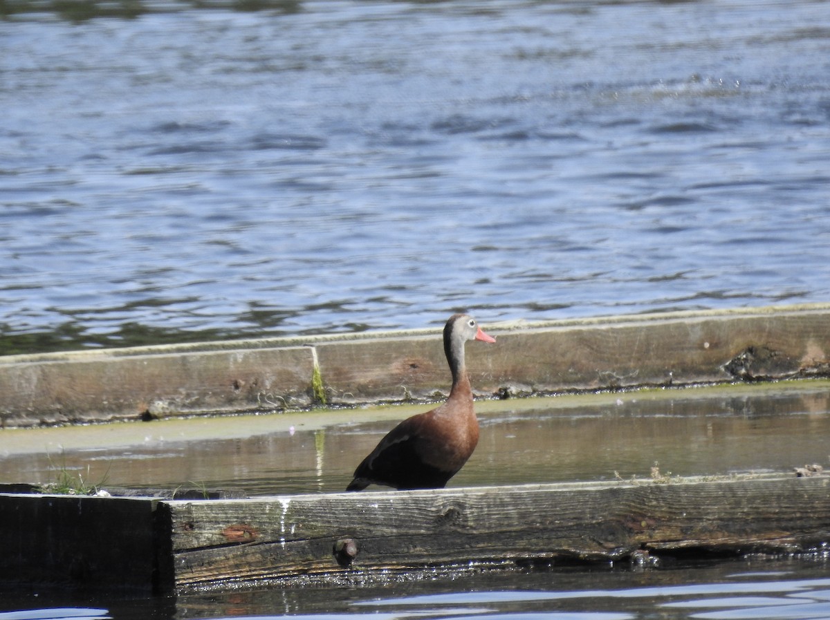 rødnebbplystreand (fulgens) - ML584762611