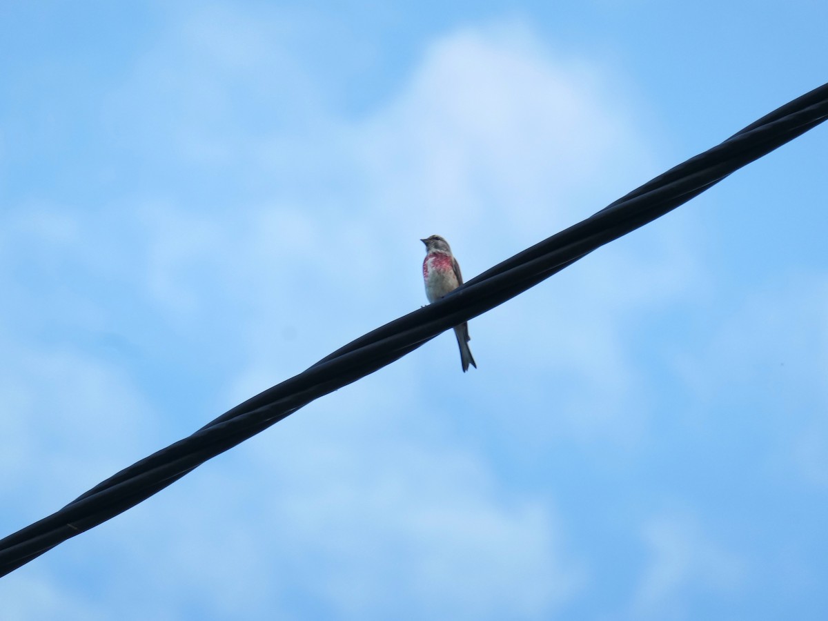 Eurasian Linnet - ML584762721