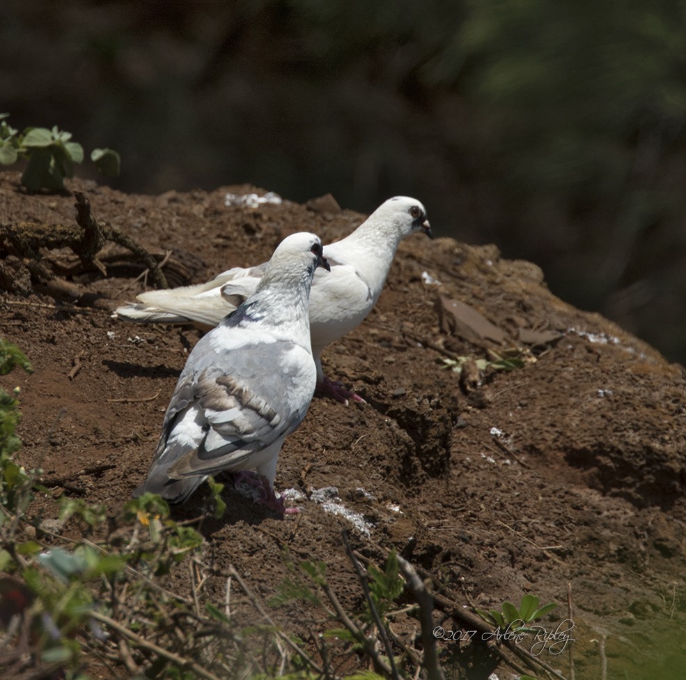 Pigeon biset (forme domestique) - ML58476311