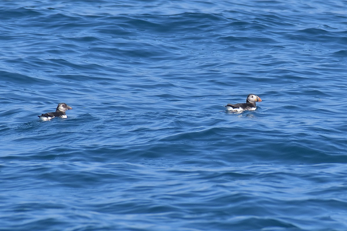 Atlantic Puffin - ML584763241