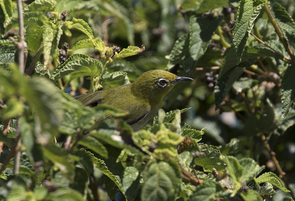 Warbling White-eye - ML58476341