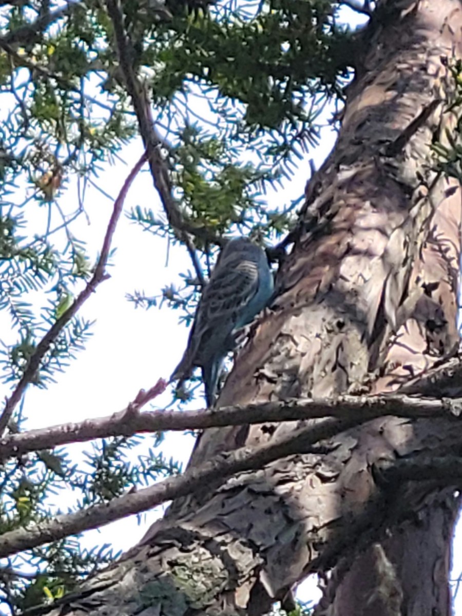 Budgerigar - ML584763741