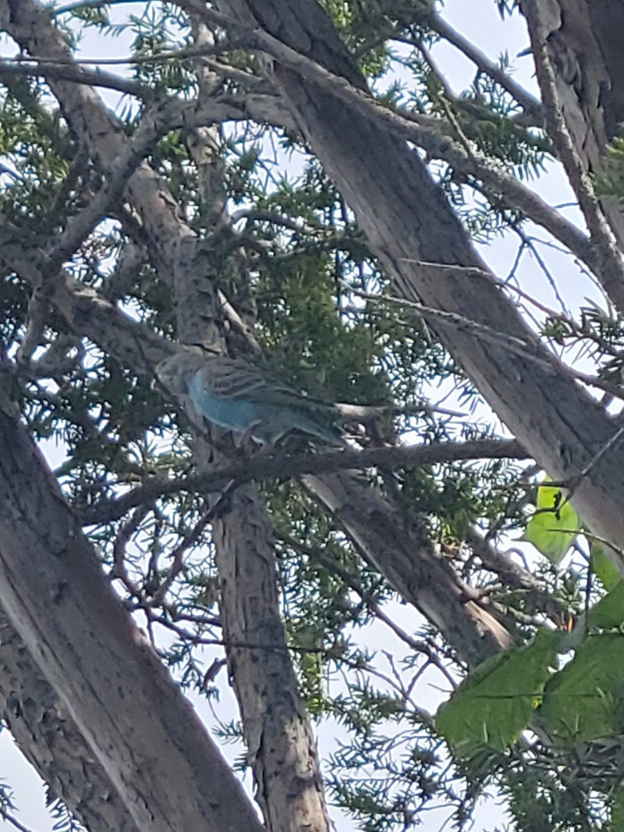 Budgerigar - ML584763801