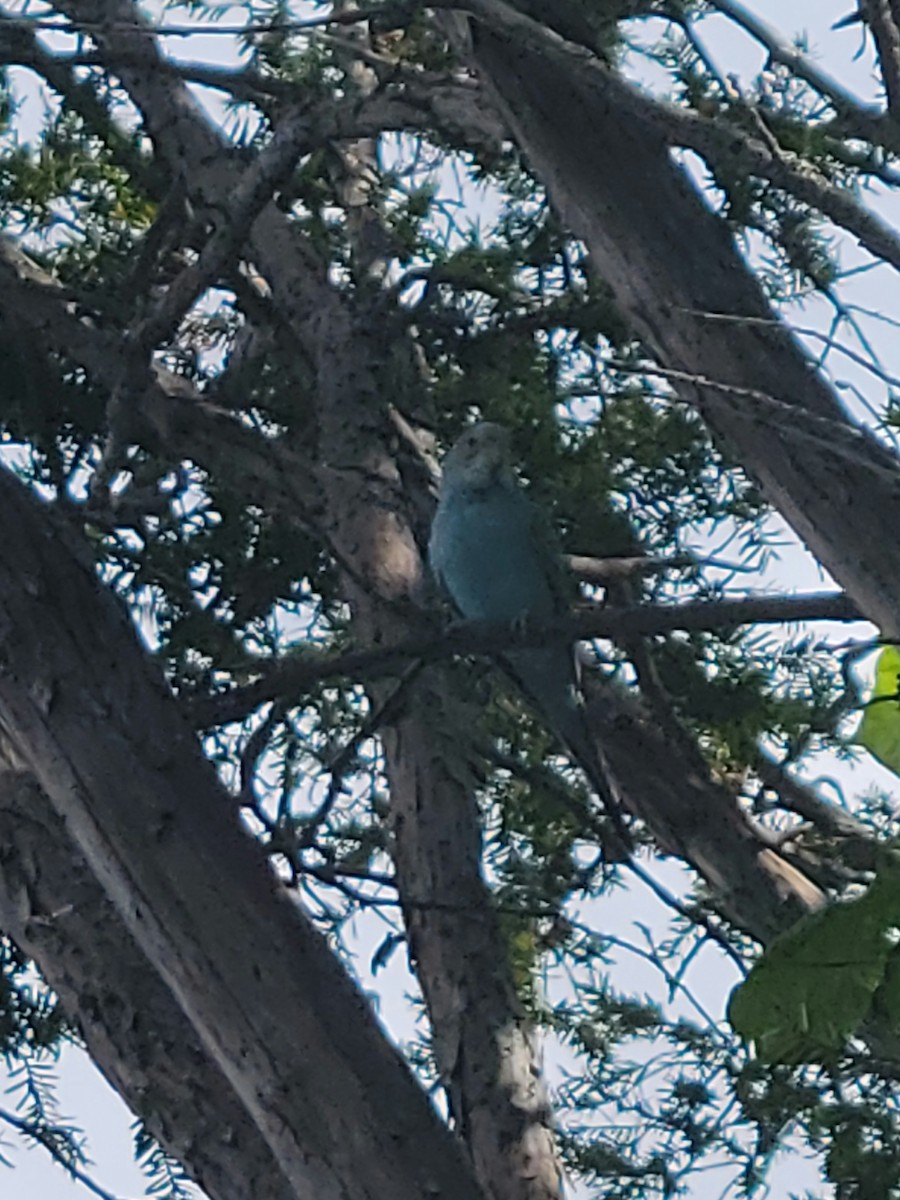 Budgerigar - ML584763831