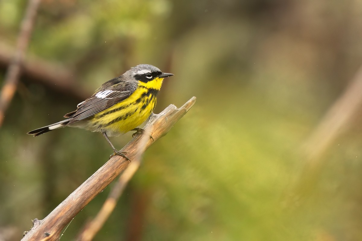 Magnolia Warbler - ML584763851