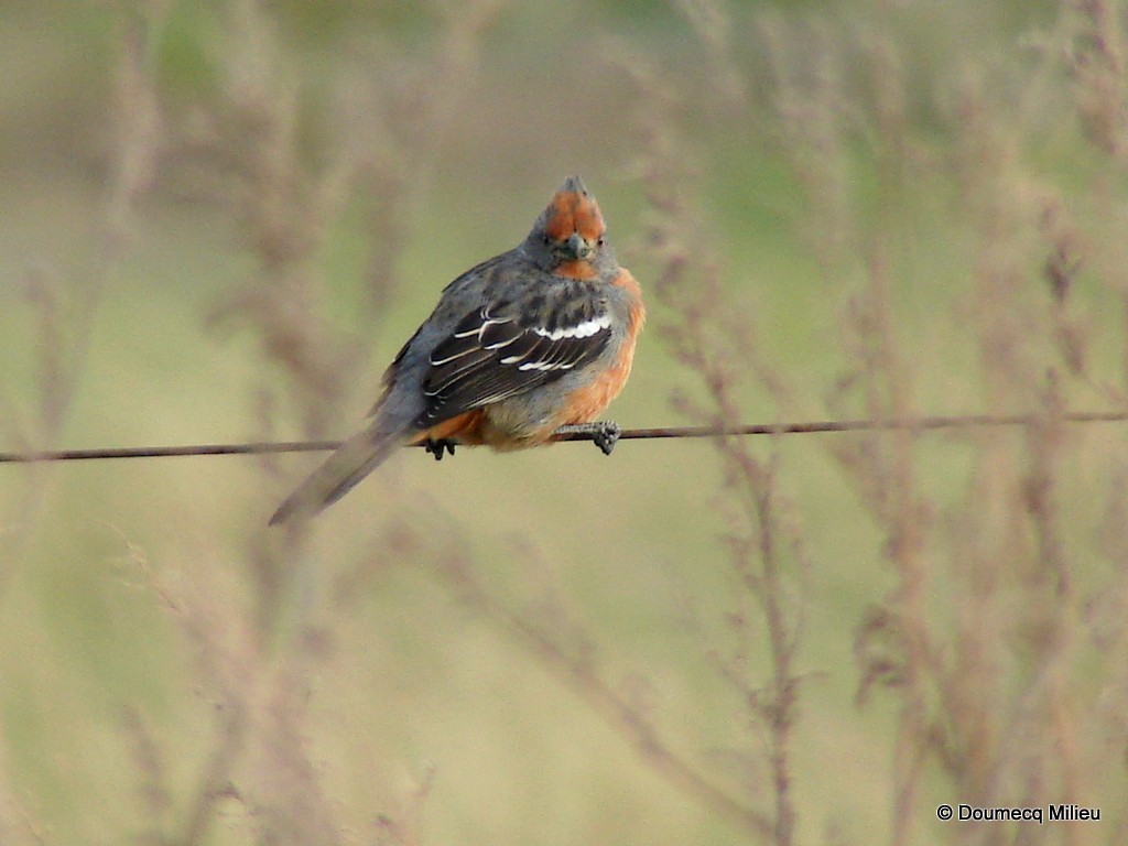 White-tipped Plantcutter - ML584766441