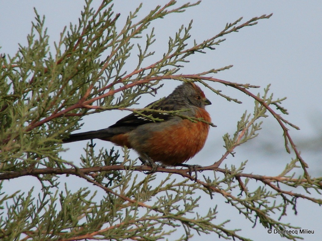 White-tipped Plantcutter - ML584766451