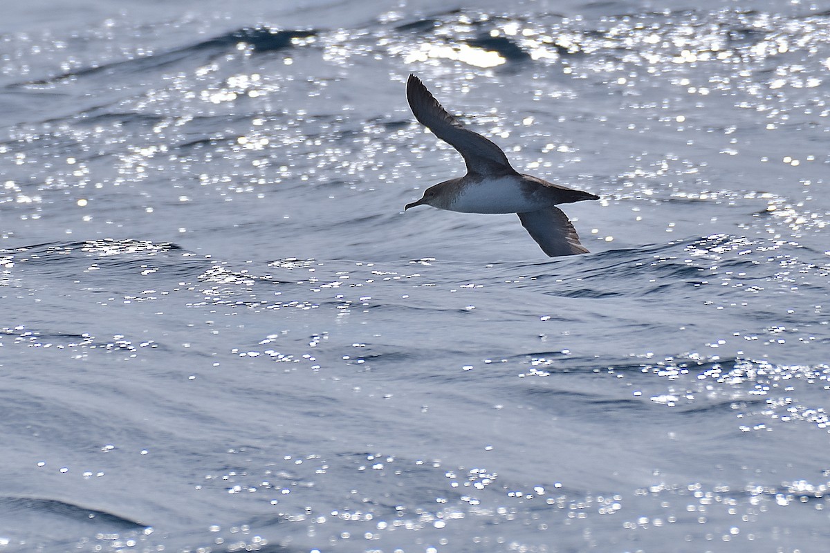 Yelkouan Shearwater - ML584768571
