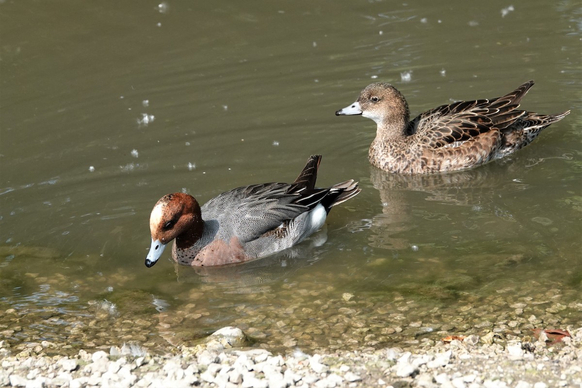 Eurasian Wigeon - ML584770981