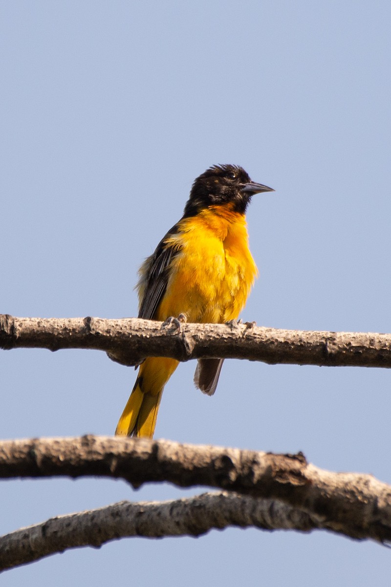 Baltimore Oriole - ML584771001